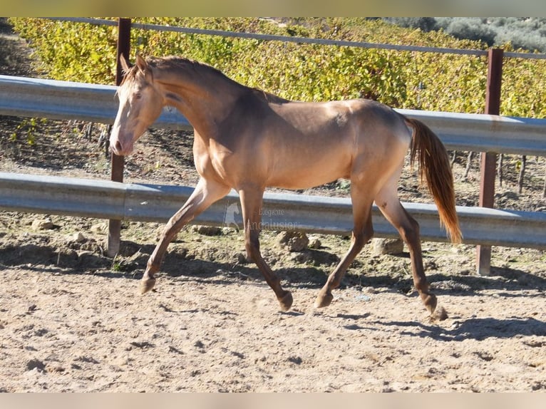 PRE Stallone 2 Anni 157 cm Pearl in Provinz Cordoba