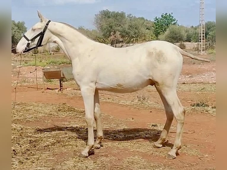 PRE Stallone 2 Anni 157 cm Perlino in Polinya