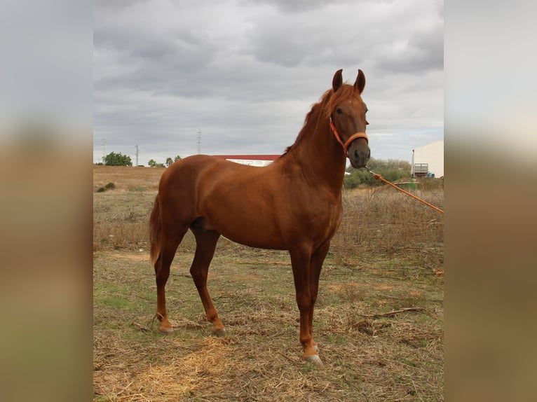 PRE Mix Stallone 2 Anni 157 cm Sauro in Vejer de la Frontera