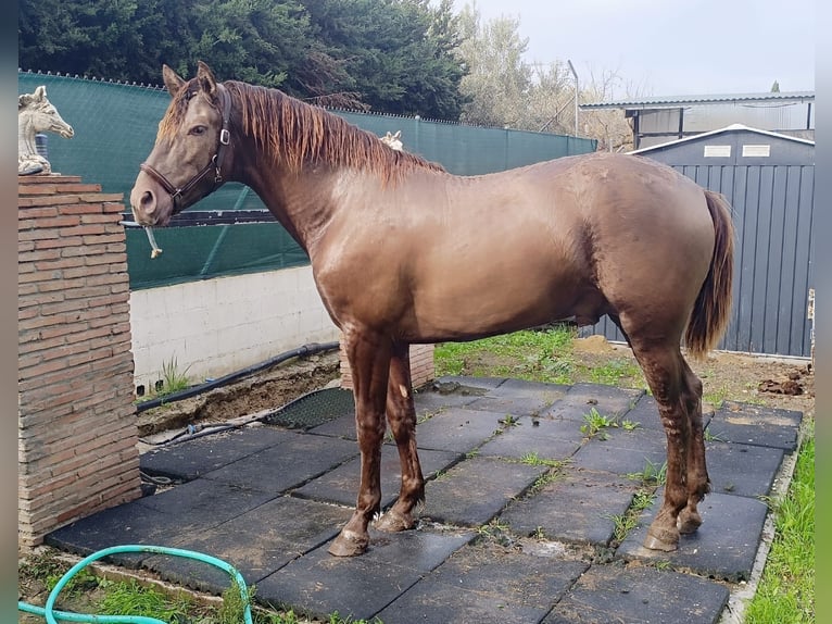 PRE Mix Stallone 2 Anni 158 cm Champagne in Cartama