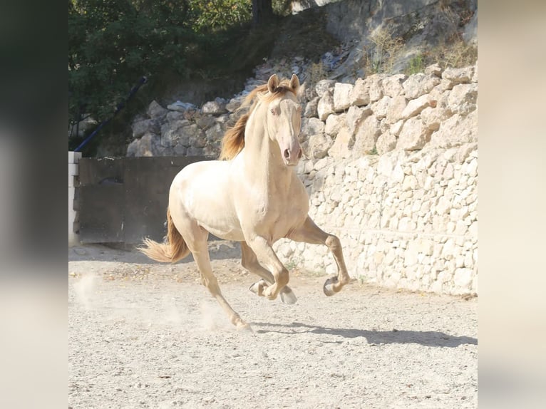 PRE Mix Stallone 2 Anni 158 cm Champagne in Cartama