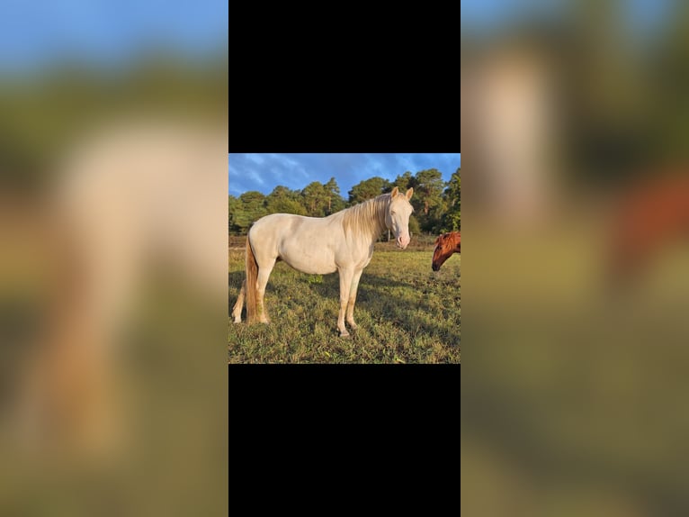 PRE Mix Stallone 2 Anni 158 cm Cremello in Thyrow