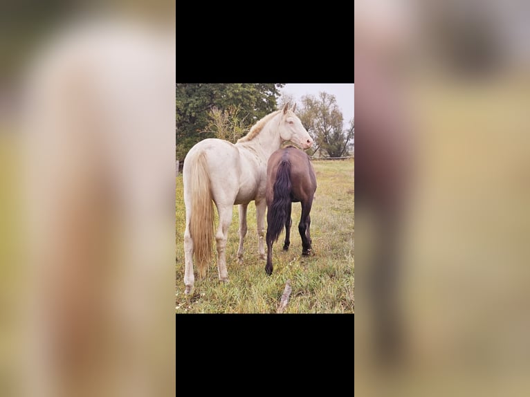 PRE Mix Stallone 2 Anni 158 cm Cremello in Thyrow