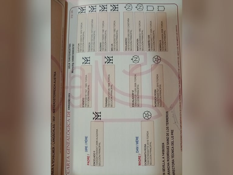 PRE Stallone 2 Anni 158 cm Grigio in Langschlag