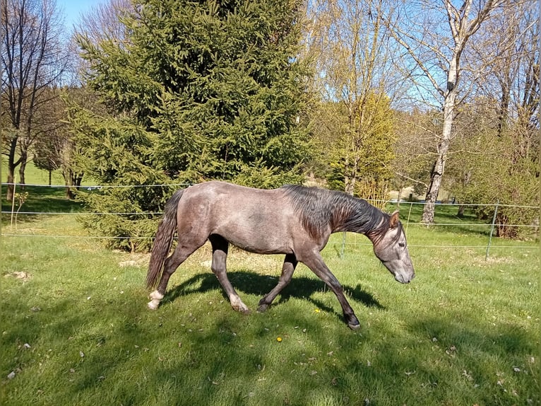 PRE Stallone 2 Anni 158 cm Grigio in Langschlag