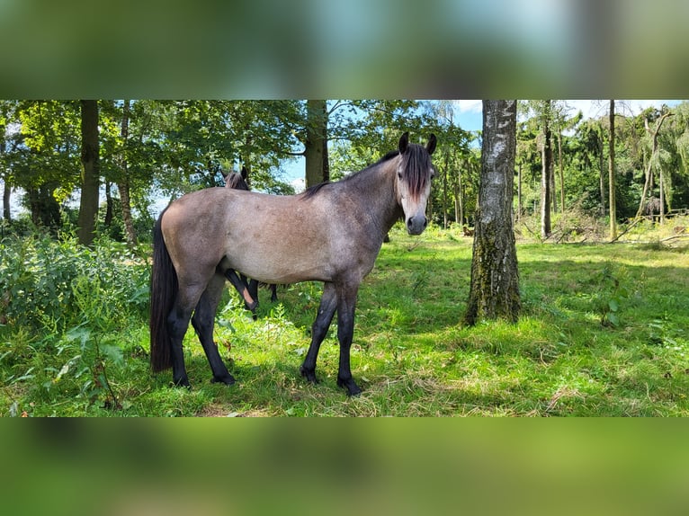 PRE Mix Stallone 2 Anni 158 cm Grigio in Venray