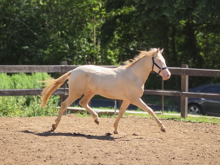 PRE Mix Stallone 2 Anni 158 cm Perlino in Visz