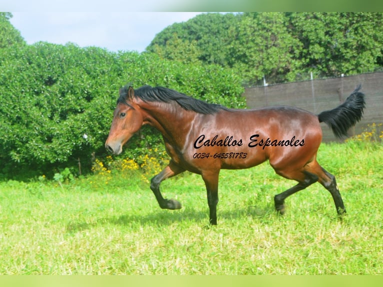 PRE Mix Stallone 2 Anni 159 cm Baio in vejer de la frontera