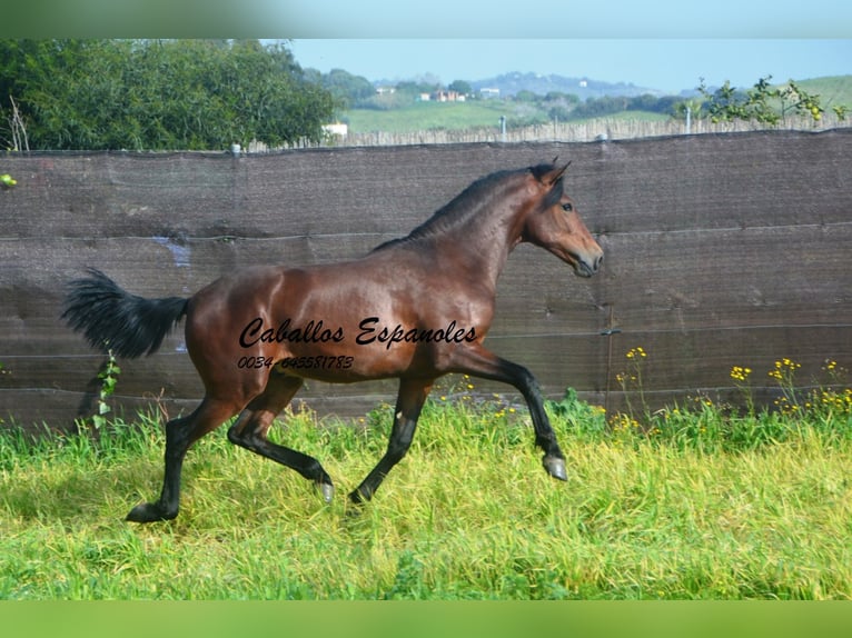 PRE Mix Stallone 2 Anni 159 cm Baio in vejer de la frontera