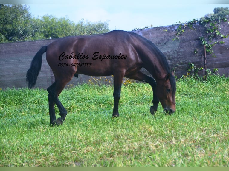 PRE Mix Stallone 2 Anni 159 cm Baio in vejer de la frontera