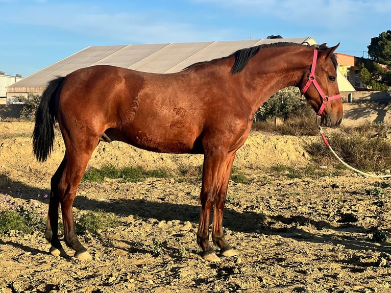 PRE Mix Stallone 2 Anni 160 cm Baio in Tabernas