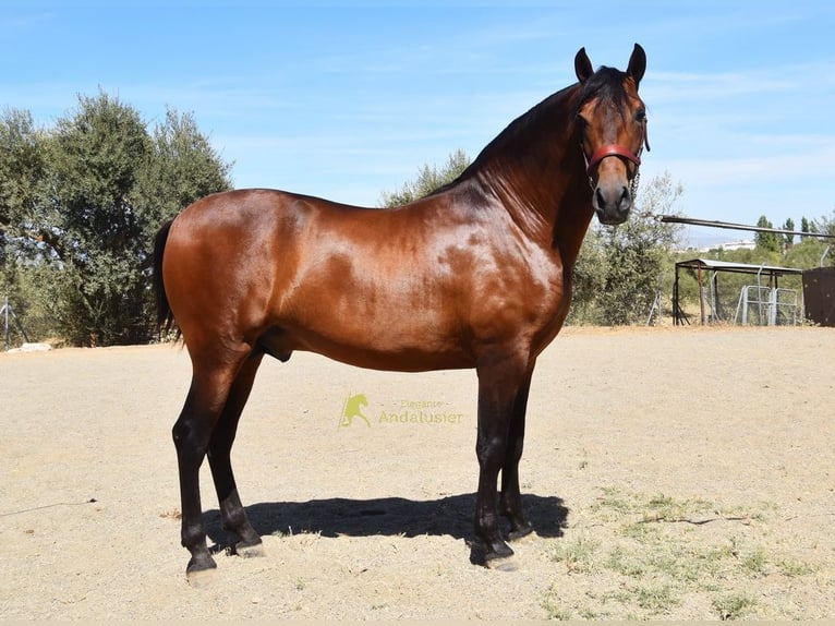 PRE Stallone 2 Anni 160 cm Baio in Provinz Malaga