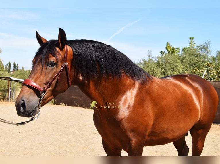 PRE Stallone 2 Anni 160 cm Baio in Provinz Malaga