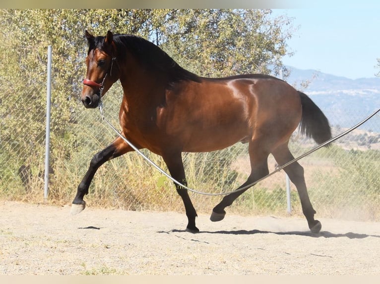 PRE Stallone 2 Anni 160 cm Baio in Provinz Malaga