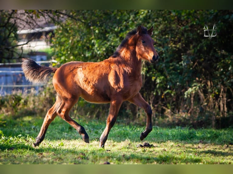 PRE Mix Stallone 2 Anni 160 cm Baio in La Vespière-Friardel