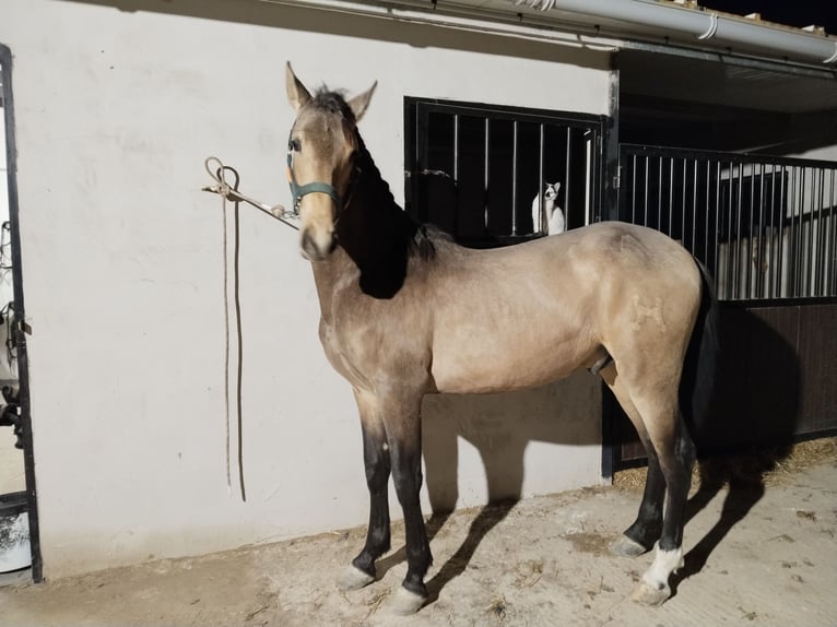 PRE Stallone 2 Anni 160 cm Falbo in San Mateo De Gallego