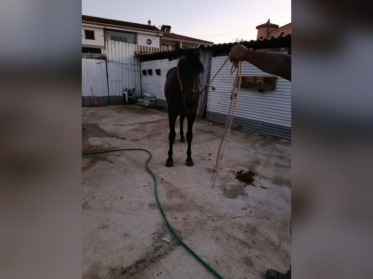 PRE Stallone 2 Anni 160 cm Grigio in Deifontes