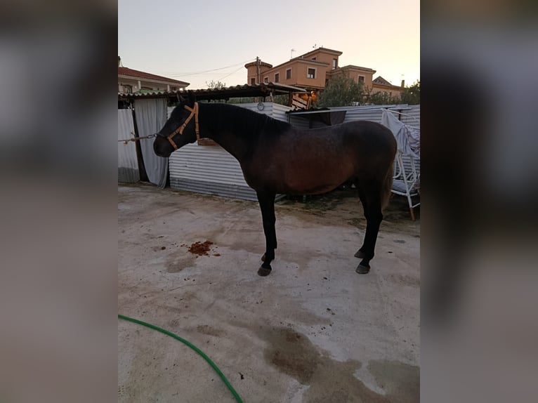 PRE Stallone 2 Anni 160 cm Grigio in Deifontes