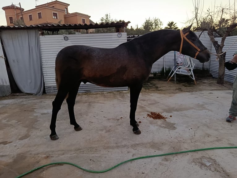 PRE Stallone 2 Anni 160 cm Grigio in Deifontes