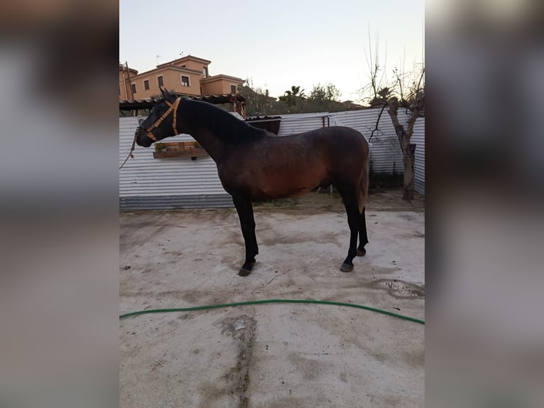 PRE Stallone 2 Anni 160 cm Grigio in Deifontes