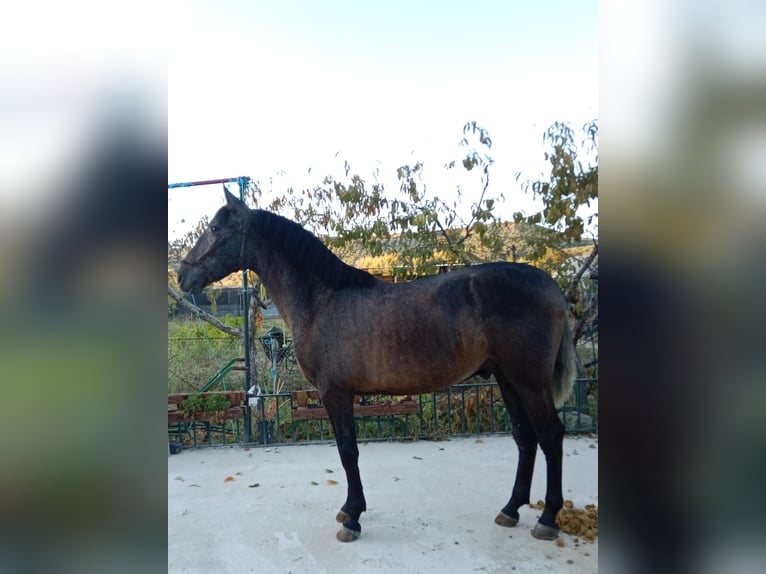 PRE Stallone 2 Anni 160 cm Grigio in Deifonte