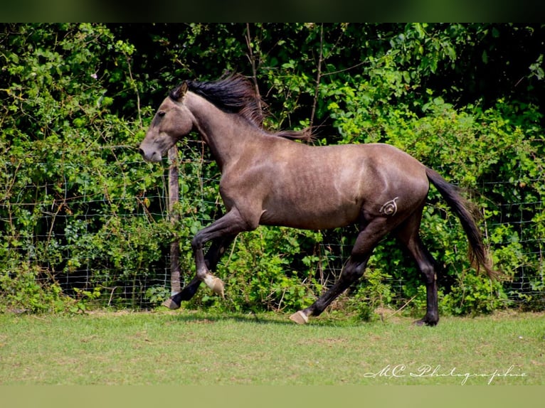 PRE Stallone 2 Anni 160 cm Grigio in /Polenz