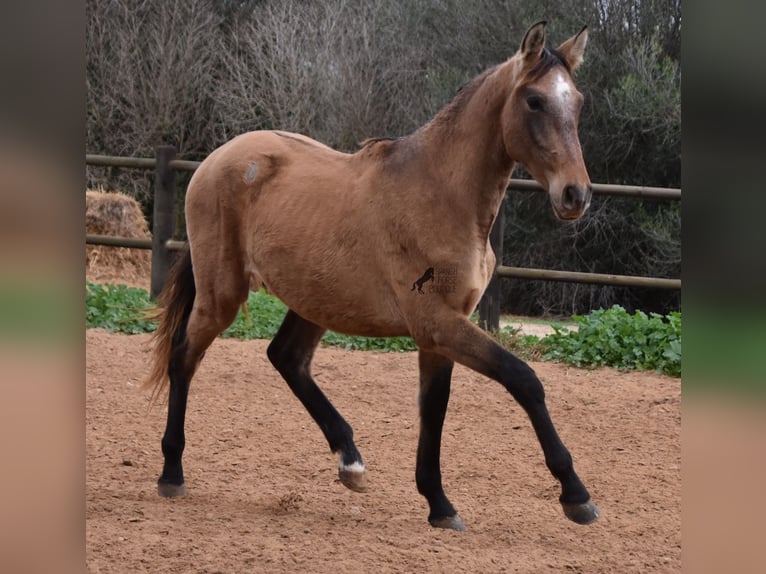 PRE Stallone 2 Anni 160 cm Grigio in Mallorca