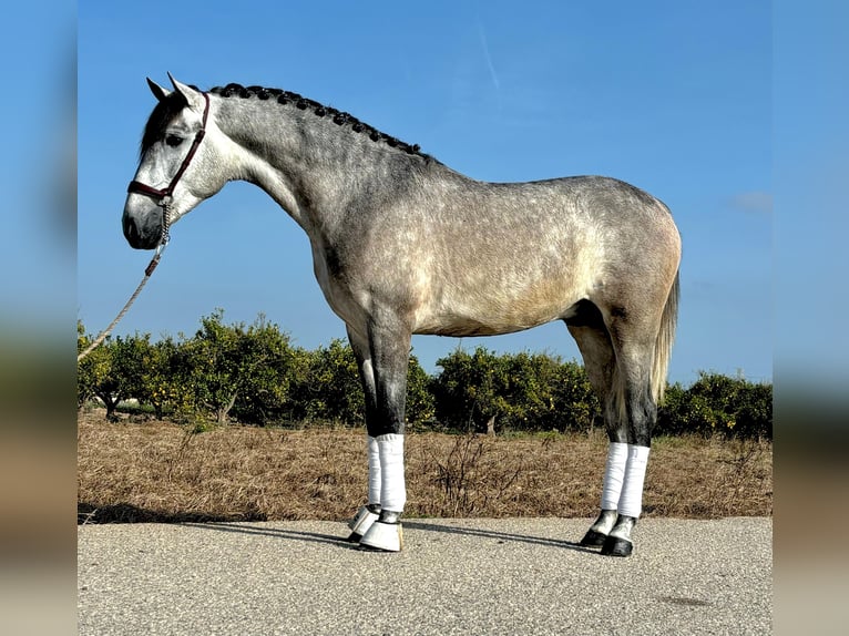 PRE Stallone 2 Anni 160 cm Grigio pezzato in Moncada