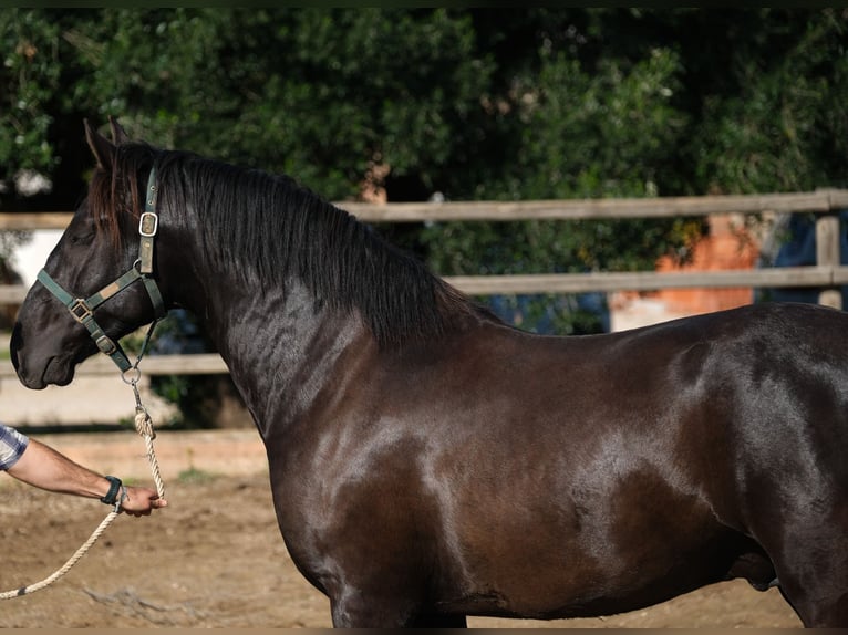 PRE Mix Stallone 2 Anni 160 cm Morello in Hamburg