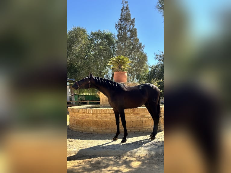 PRE Mix Stallone 2 Anni 160 cm Morello in Carmona