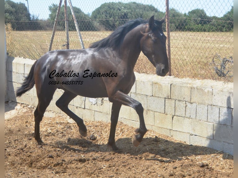 PRE Mix Stallone 2 Anni 160 cm Morello in Vejer de la Frontera