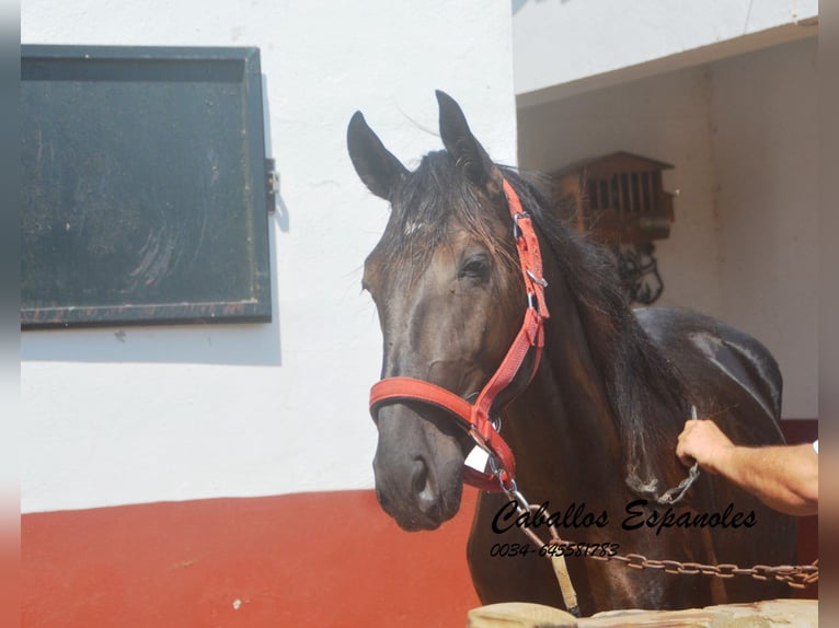 PRE Mix Stallone 2 Anni 160 cm Morello in Vejer de la Frontera