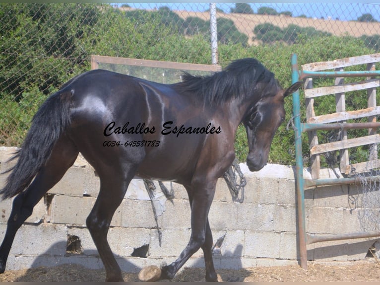 PRE Mix Stallone 2 Anni 160 cm Morello in Vejer de la Frontera