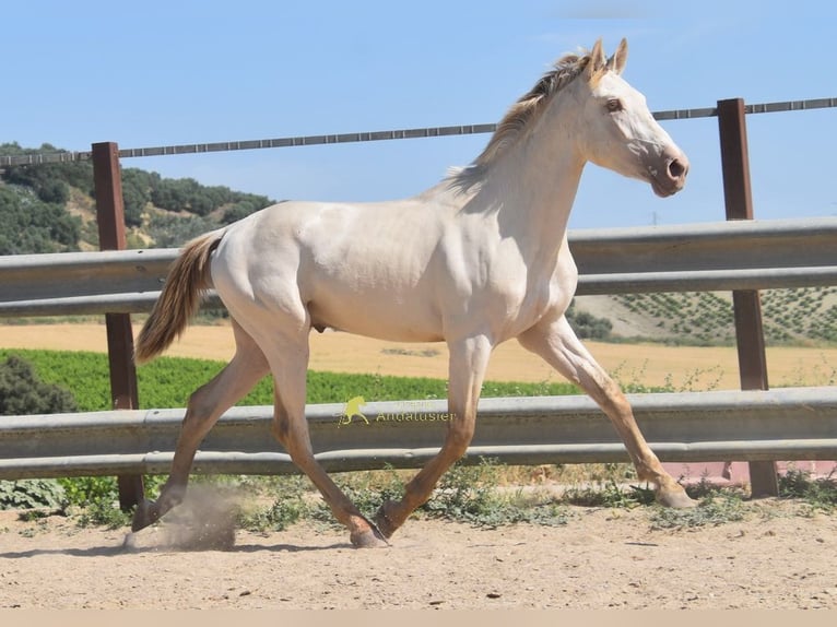 PRE Stallone 2 Anni 160 cm Pearl in Provinz Cordoba