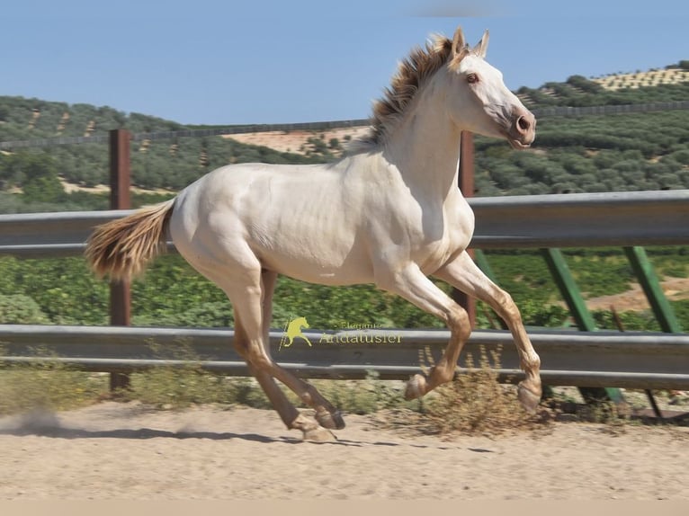 PRE Stallone 2 Anni 160 cm Pearl in Provinz Cordoba