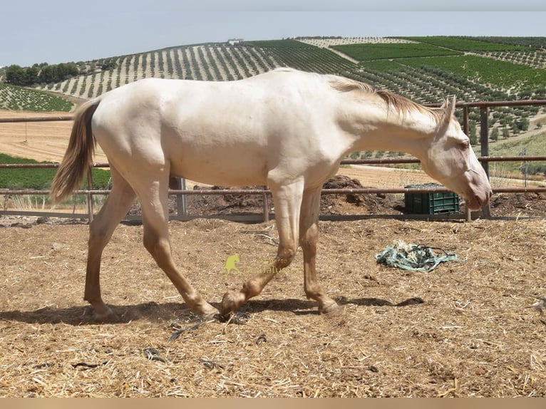 PRE Stallone 2 Anni 160 cm Pearl in Provinz Cordoba
