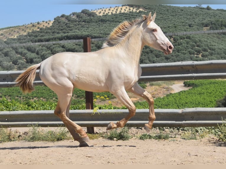 PRE Stallone 2 Anni 160 cm Pearl in Provinz Cordoba