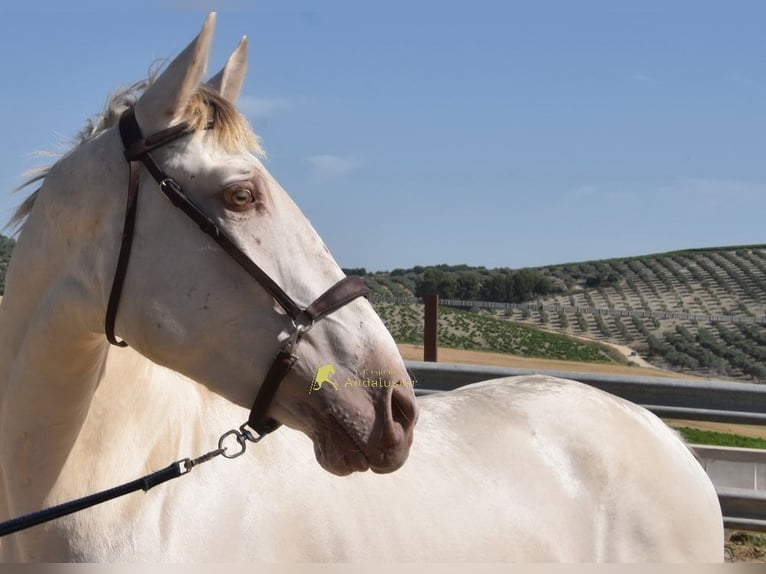 PRE Stallone 2 Anni 160 cm Pearl in Provinz Cordoba