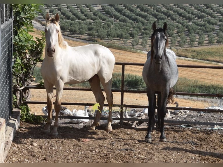 PRE Stallone 2 Anni 160 cm Pearl in Provinz Cordoba
