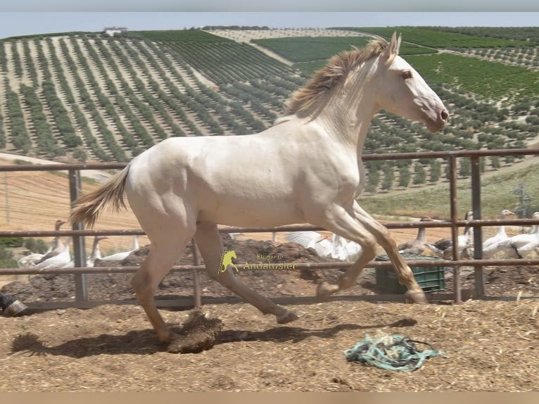PRE Stallone 2 Anni 160 cm Pearl in Provinz Cordoba