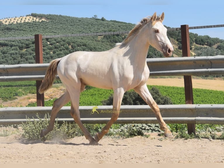 PRE Stallone 2 Anni 160 cm Pearl in Provinz Cordoba