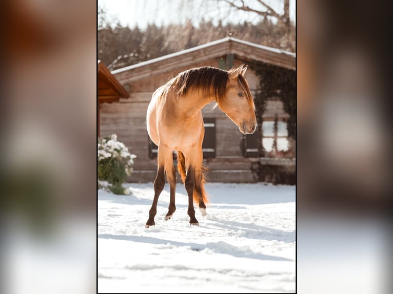 PRE Mix Stallone 2 Anni 160 cm Pelle di daino in Ammerang