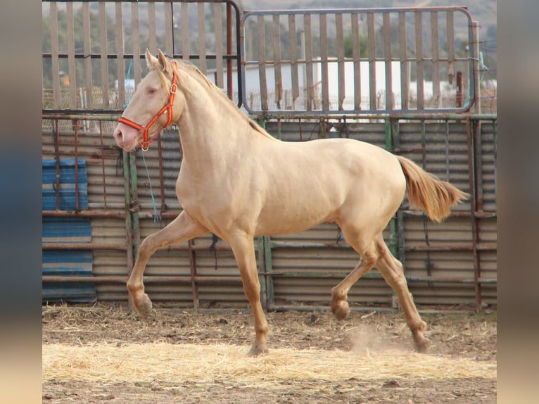 PRE Mix Stallone 2 Anni 160 cm Perlino in Vejer de la Frontera