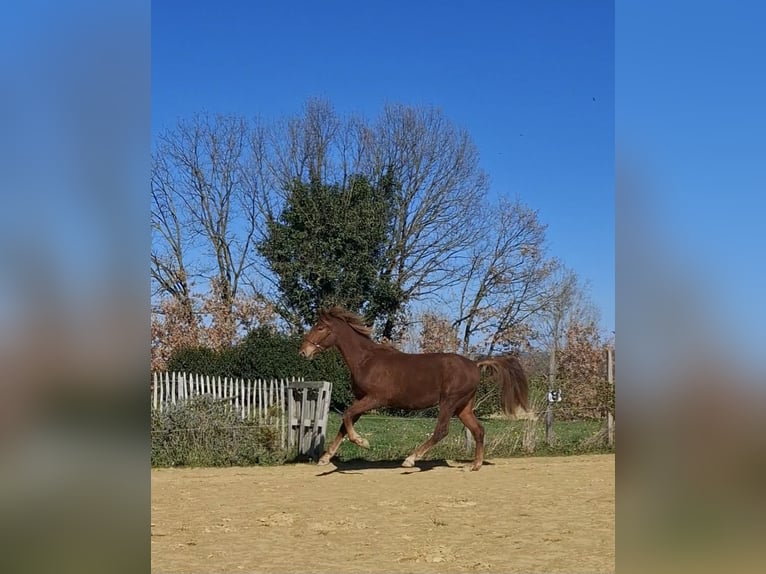 PRE Mix Stallone 2 Anni 160 cm Sauro in Duffort