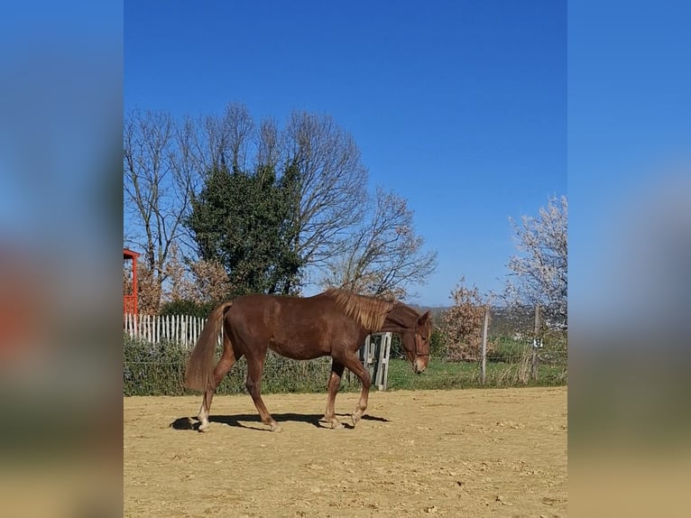 PRE Mix Stallone 2 Anni 160 cm Sauro in Duffort