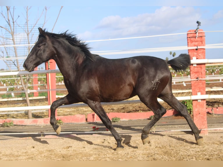 PRE Stallone 2 Anni 161 cm  in Los Rosales