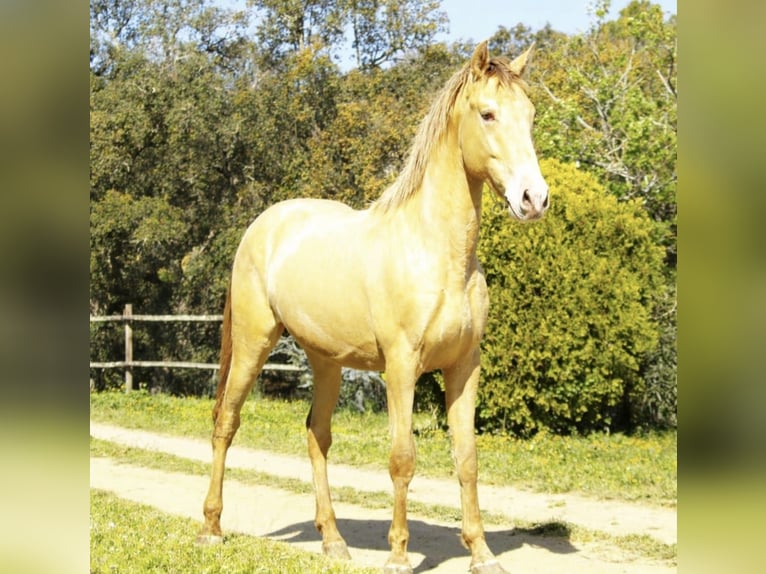 PRE Mix Stallone 2 Anni 161 cm Champagne in Bejar