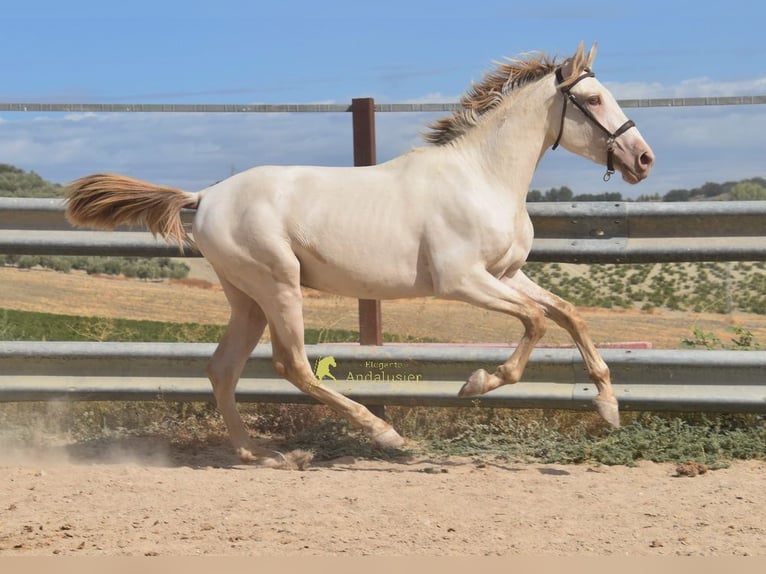 PRE Stallone 2 Anni 161 cm Pearl in Provinz Cordoba