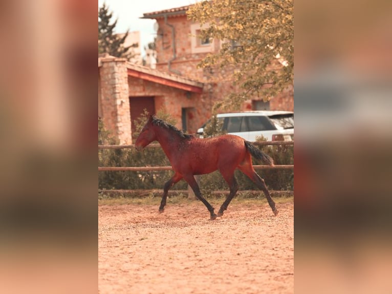 PRE Stallone 2 Anni 162 cm Baio in Felanitx