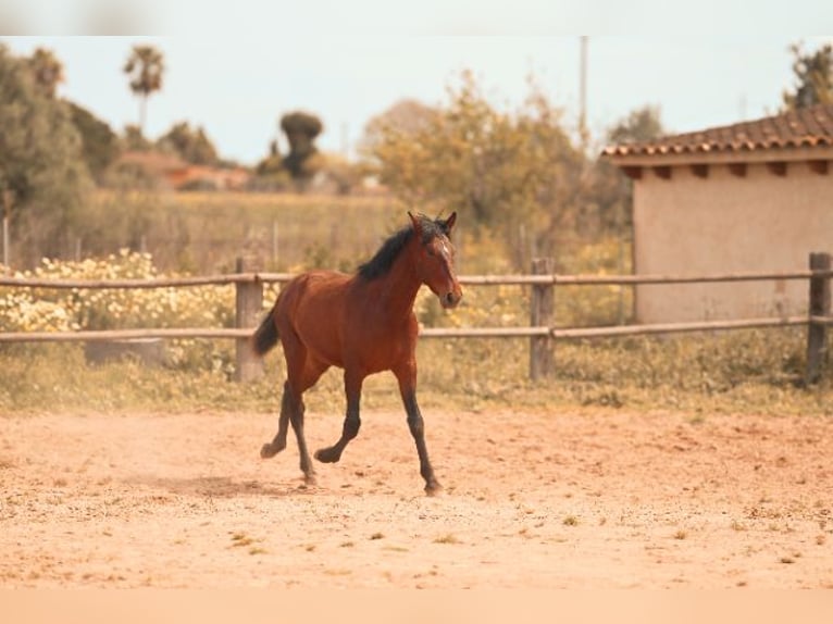 PRE Stallone 2 Anni 162 cm Baio in Felanitx